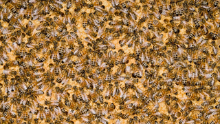 Discovery Channel's been looping a video about honey for more than 26 hours and it shows no signs of stopping